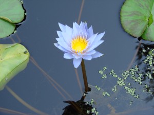 Lotus_flower1